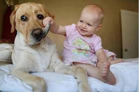 baby und hund