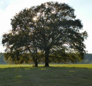Bild von Baum