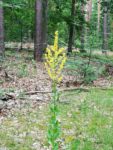 Blume im Wald menschenfreund.net